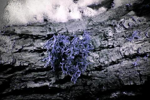 Lichen in Ultraviolet Stock Photos