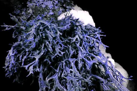 Lichen in Ultraviolet Foto stock