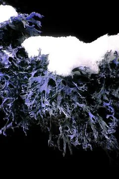 Lichen in Ultraviolet Stock Photos