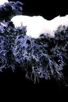Lichen in Ultraviolet Foto stock