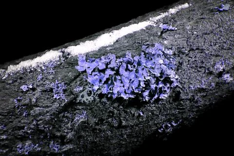 Lichen in Ultraviolet Foto stock