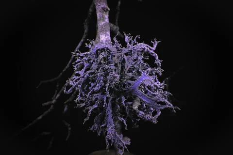 Lichen in Ultraviolet Stock Photos