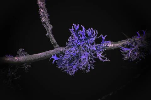 Lichen in Ultraviolet Stock Photos