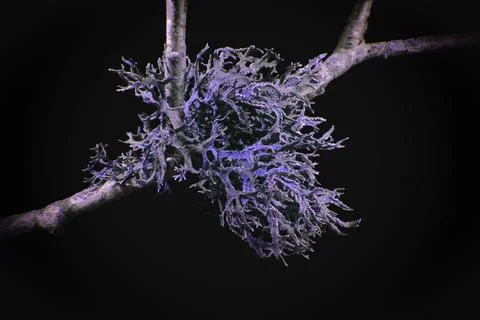 Lichen in Ultraviolet Stock Photos