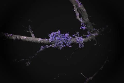 Lichen in Ultraviolet Stock Photos