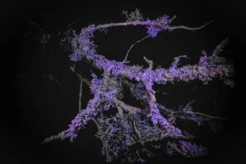 Lichen in Ultraviolet Stock Photos