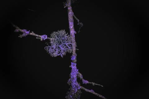 Lichen in Ultraviolet Stock Photos