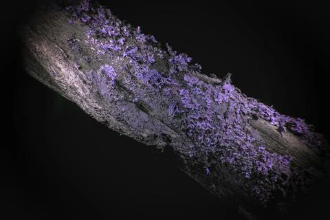 Lichen in Ultraviolet Stock Photos