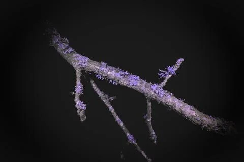 Lichen in Ultraviolet Stock Photos