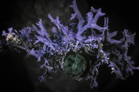 Lichen in Ultraviolet Stock Photos