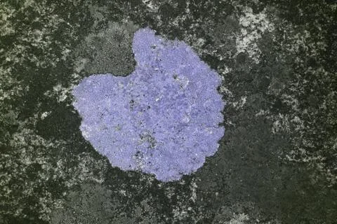 Lichen in UV Foto stock