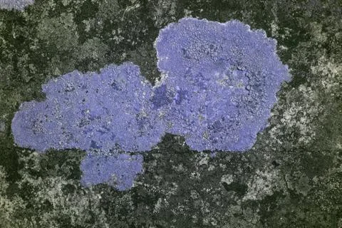 Lichen in UV Stock Photos
