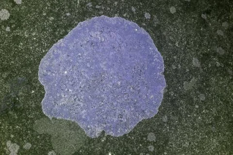 Lichen in UV Foto stock