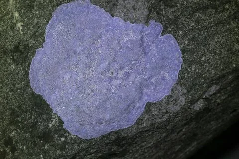 Lichen in UV Stock Photos