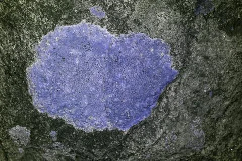 Lichen in UV Stock Photos