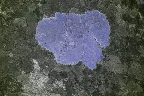 Lichen in UV 스톡 사진