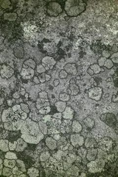 Lichen in UV Stock Photos