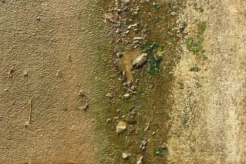Lichen on wall. Stock Photos