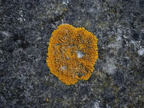 Lichen on Wall Stock Photos