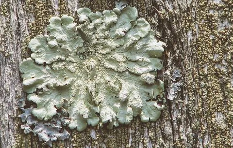 Lichen-on-wood-post Stock Photos