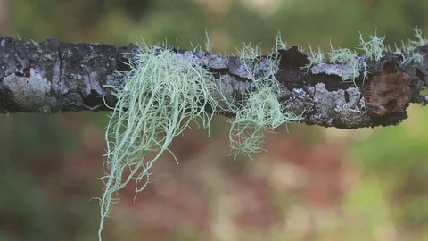 Lichens and moss on a tree branch. 4K Stock Footage 115070928