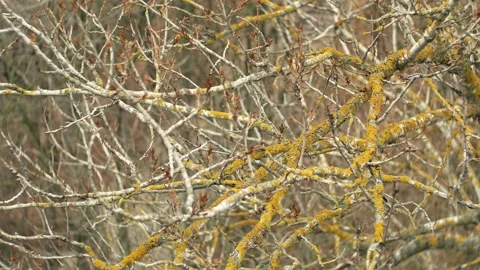 Lichens and mosses on a diseased tree that impair plant growth  動画素材 317189668