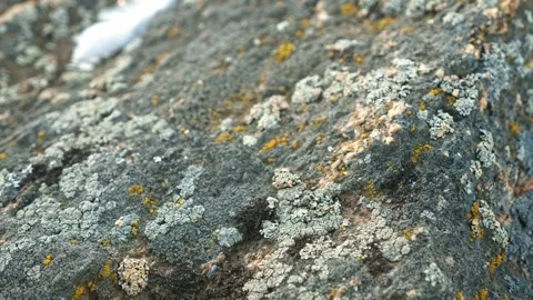 Lichens and mosses on the surface of the rock, the texture of the rock. Winter Stock Footage 257762095