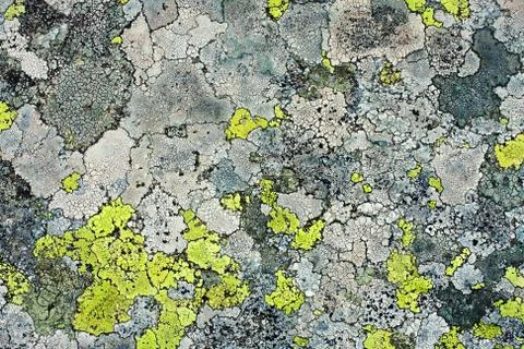 Lichens as background Foto stock