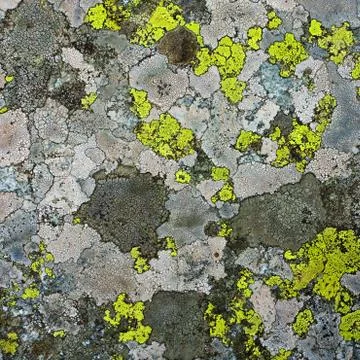 Lichens as background 스톡 사진