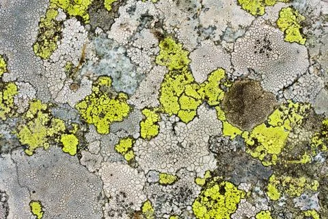 Lichens as background Foto stock