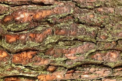 Lichens on bark. Stock Photos