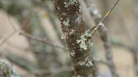 Lichens on branches Vídeo Stock 73019205