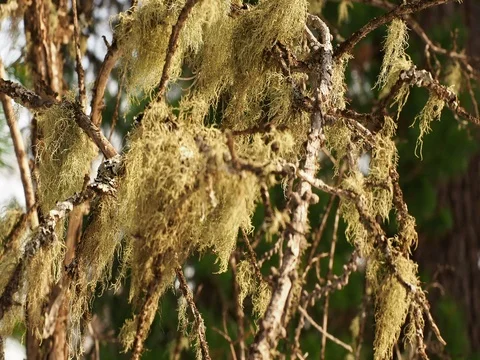 Lichens on branches of larch Stock Footage 74254325