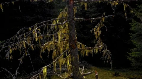 Lichens on branches of larch. Mountain forest Forest of old broken trees Stock Footage 150598910