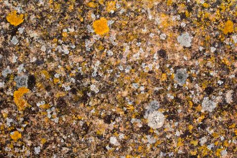 Lichens on a brick wall Stock Photos