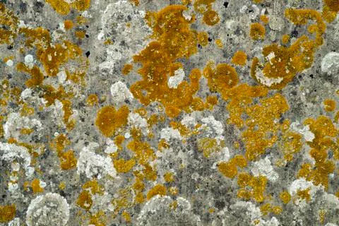 Lichens close up background texture Stock Photos