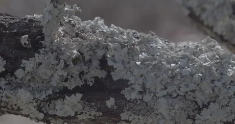 Lichens Stock Footage 169427511