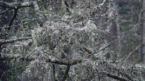 Lichens on the forest branches. Gray moss grows high on a tree branch. Stock Footage 190089816
