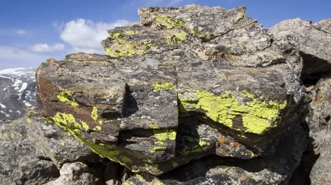 Lichens growing on a boulder Stock Footage 57324326