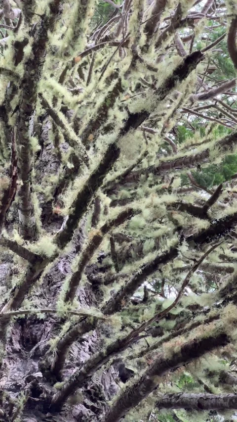 Lichens Hanging from Branches, Gently Swaying in the Wind Video stock 299944310