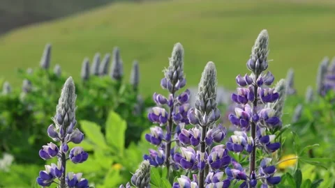 Lichens iceland 1 Stock Footage 293338518