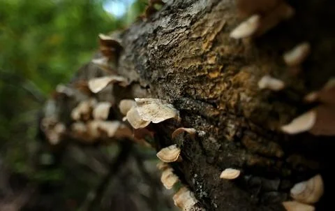 Lichens on a log Stock Photos