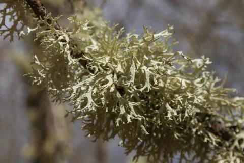 Lichens on Oak Stock Photos