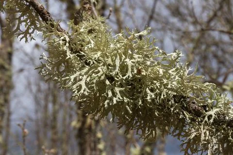 Lichens on Oak Foto stock