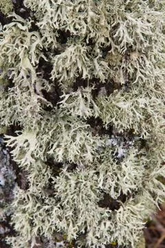 Lichens on Oak Trunk 스톡 사진