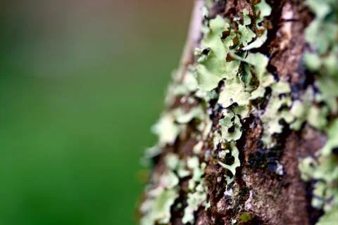 Lichens over the bark of a tree with a green background Stock Photos