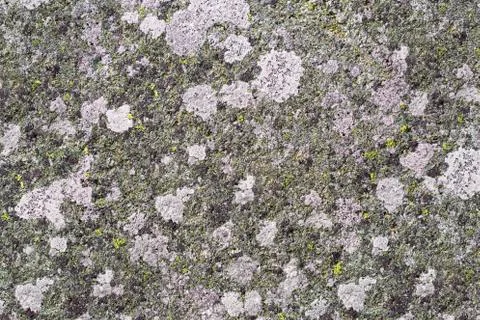 Lichens overgrown stone surface Foto stock