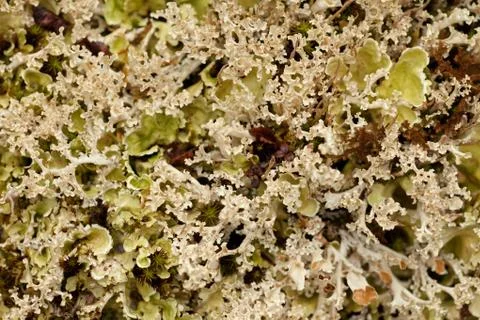Lichens Stock Photos