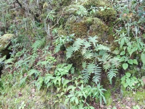 Lichens Stock Photos