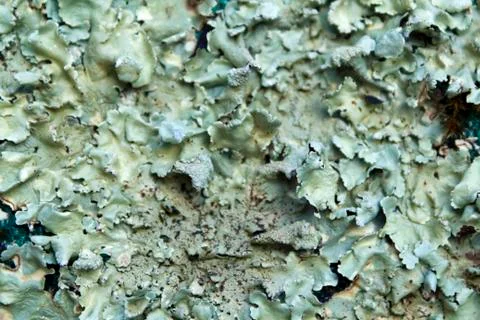 Lichens Stock Photos